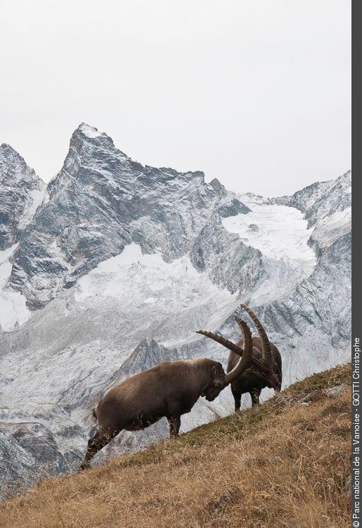 ibex
