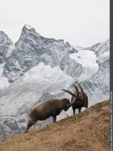 ibex